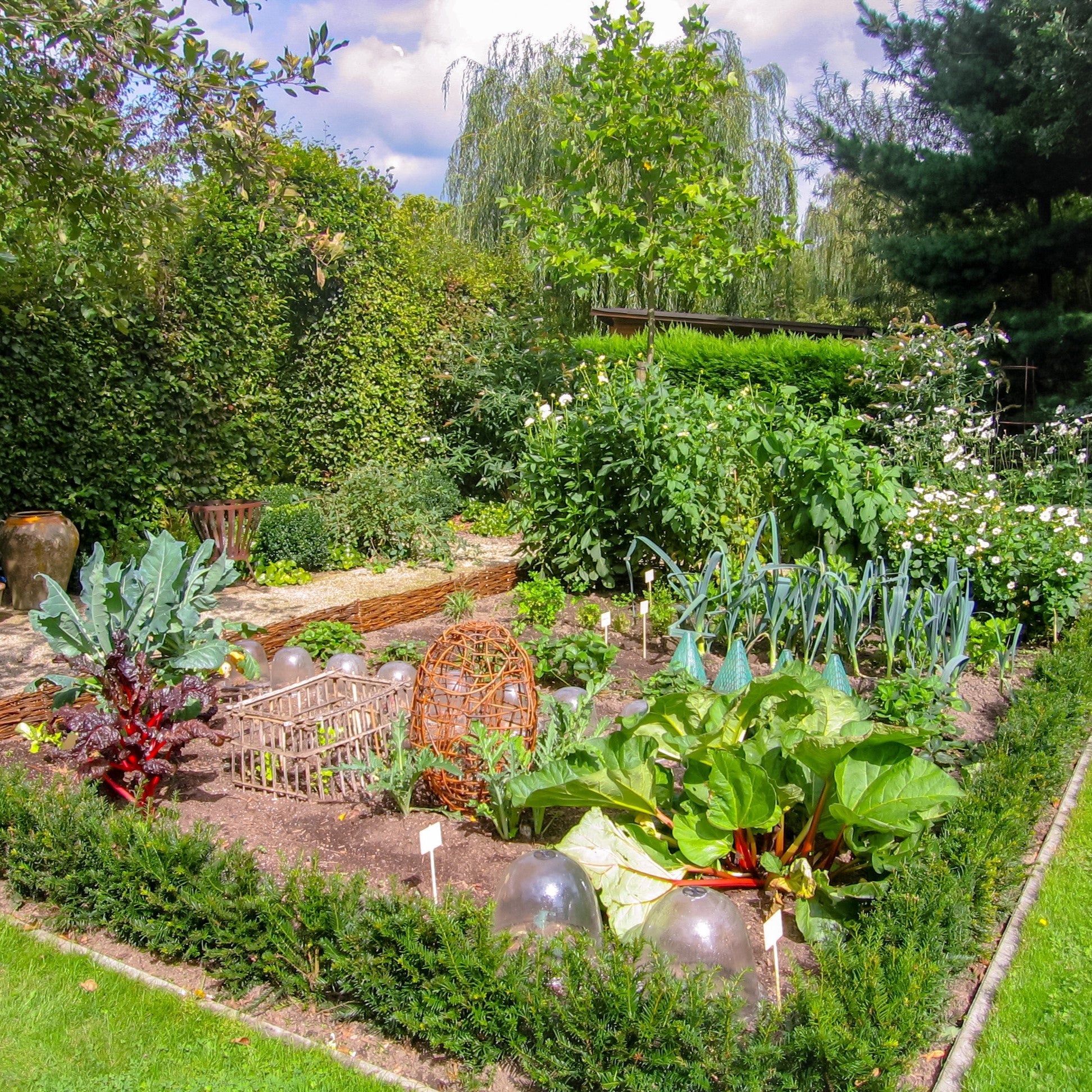 Veg bed & Allotment