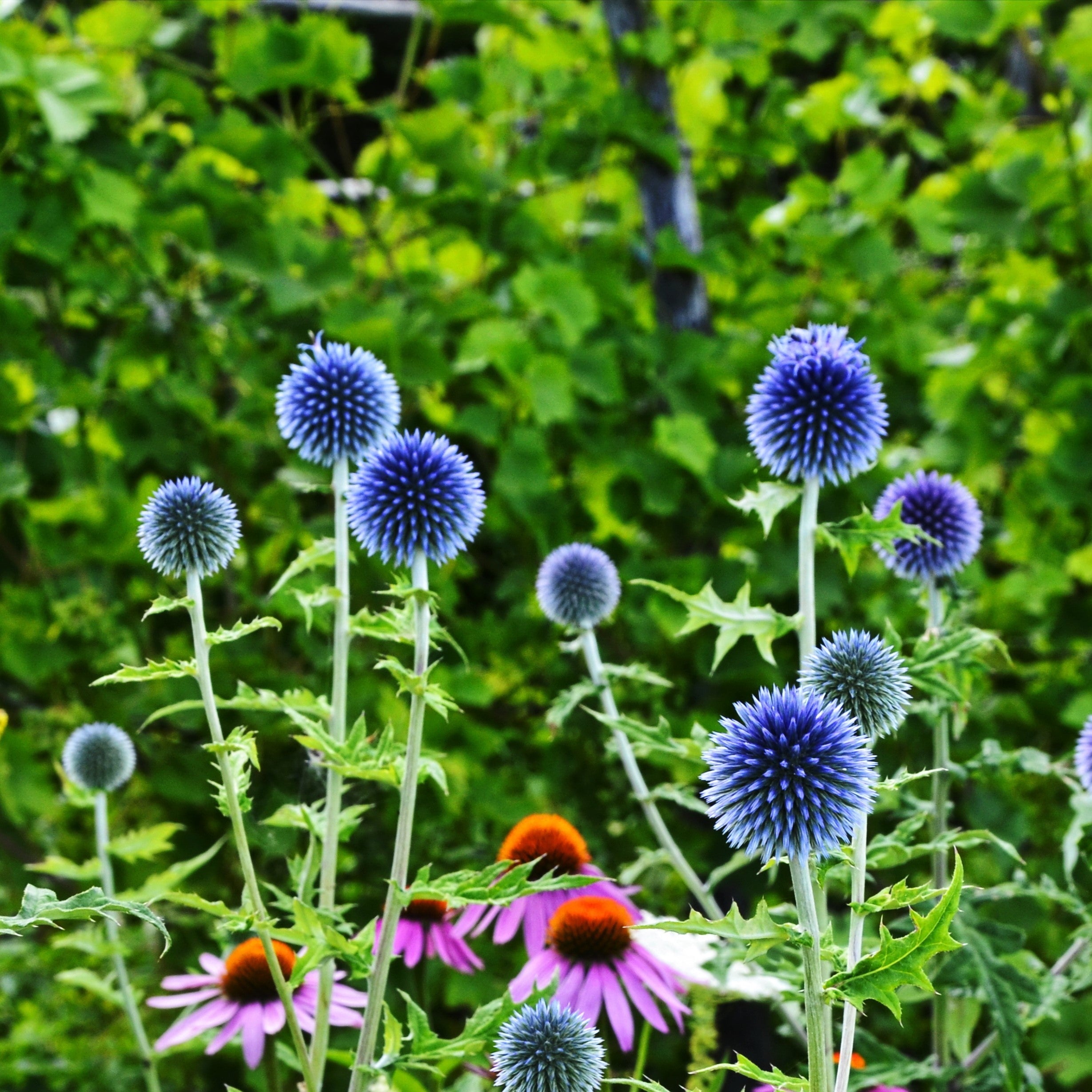 Blue Flower Plants