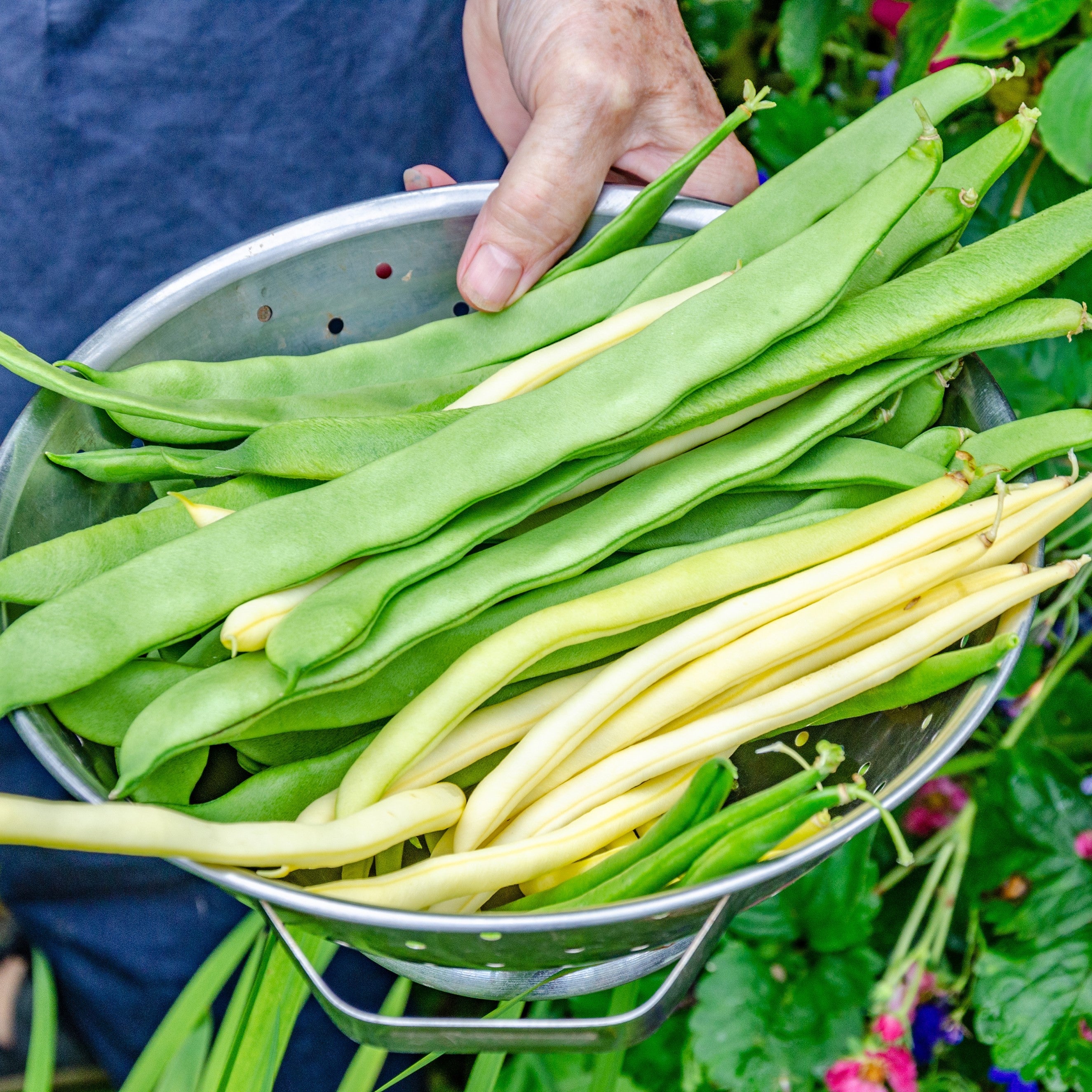 Autumn Sowing Peas and Beans