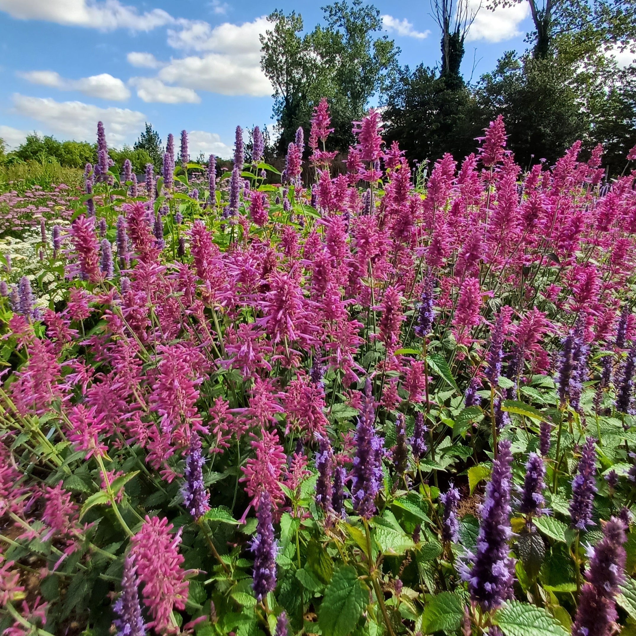 First Year Flowering Perennials