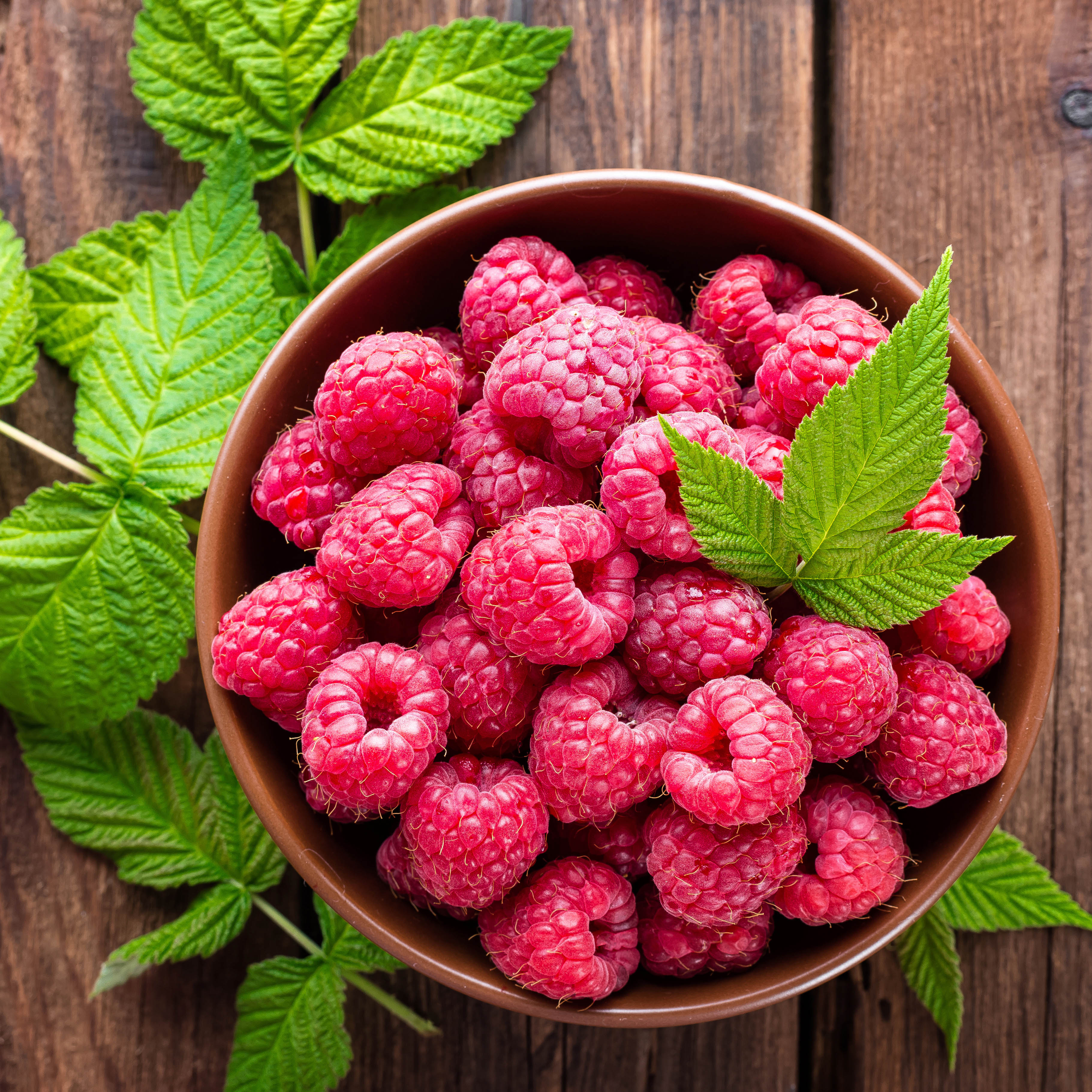 Raspberry Plants