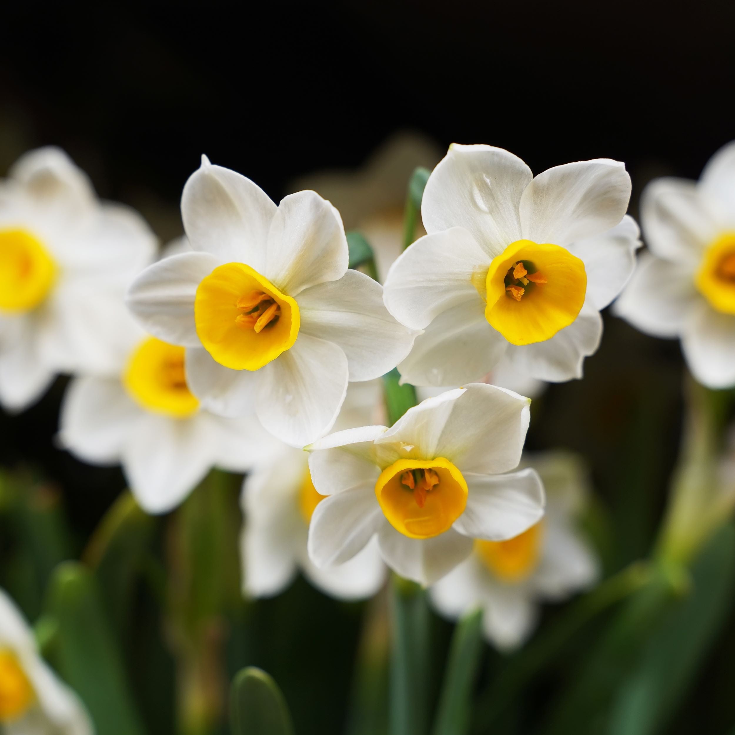 Daffodil Bulbs