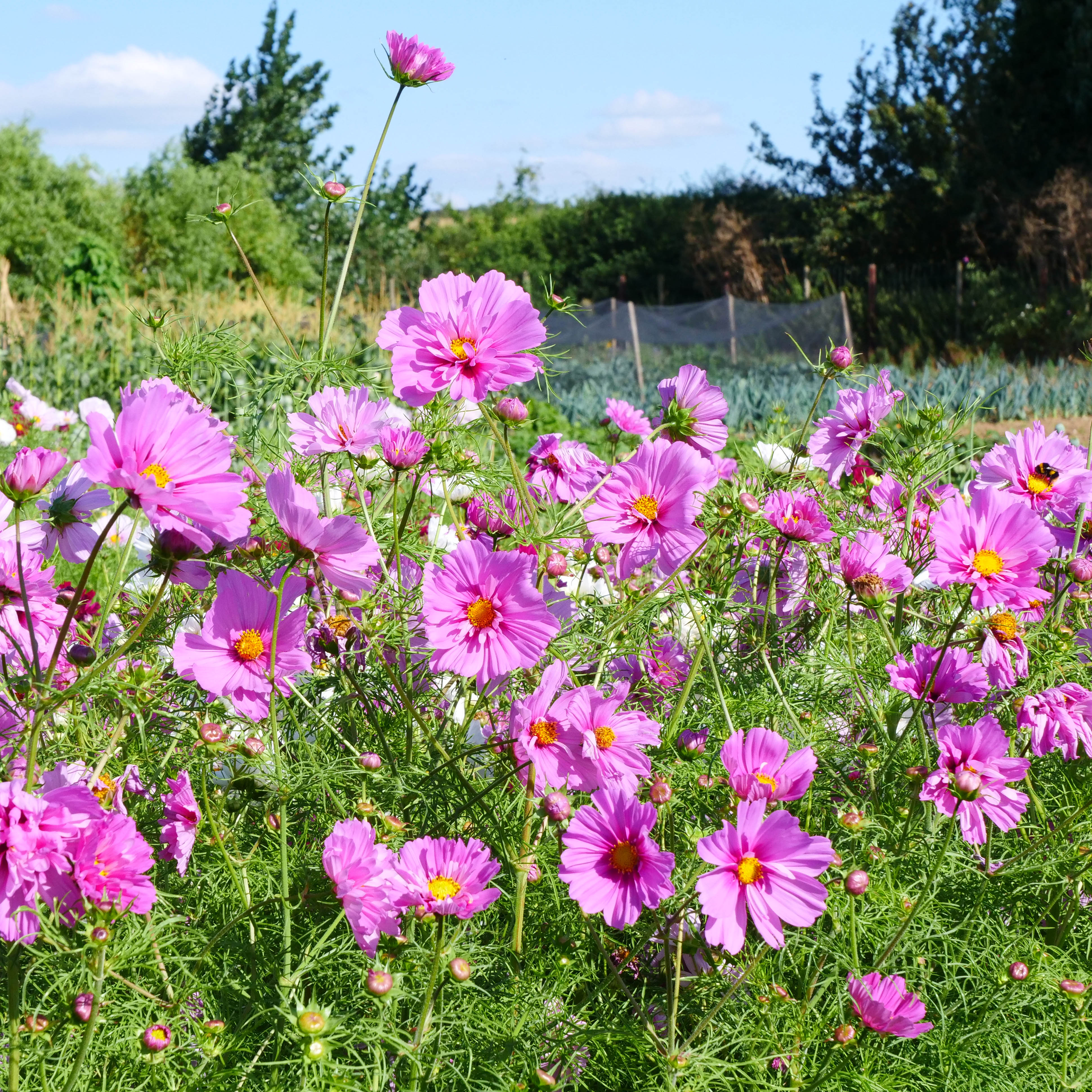 Half Hardy Annuals