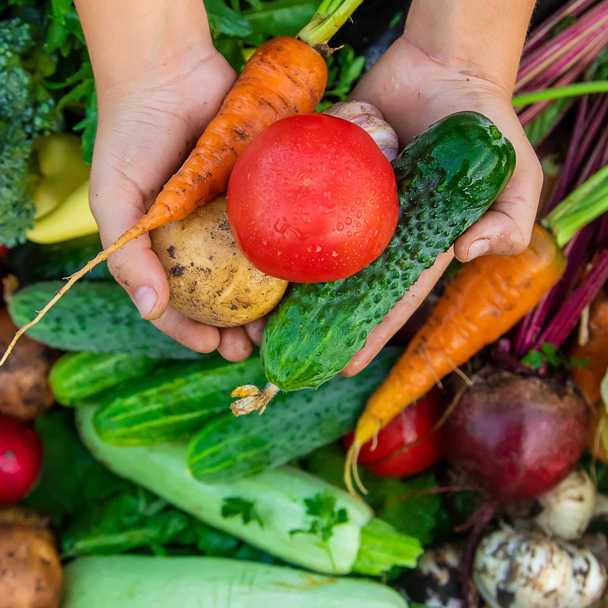 Vegetable Plants