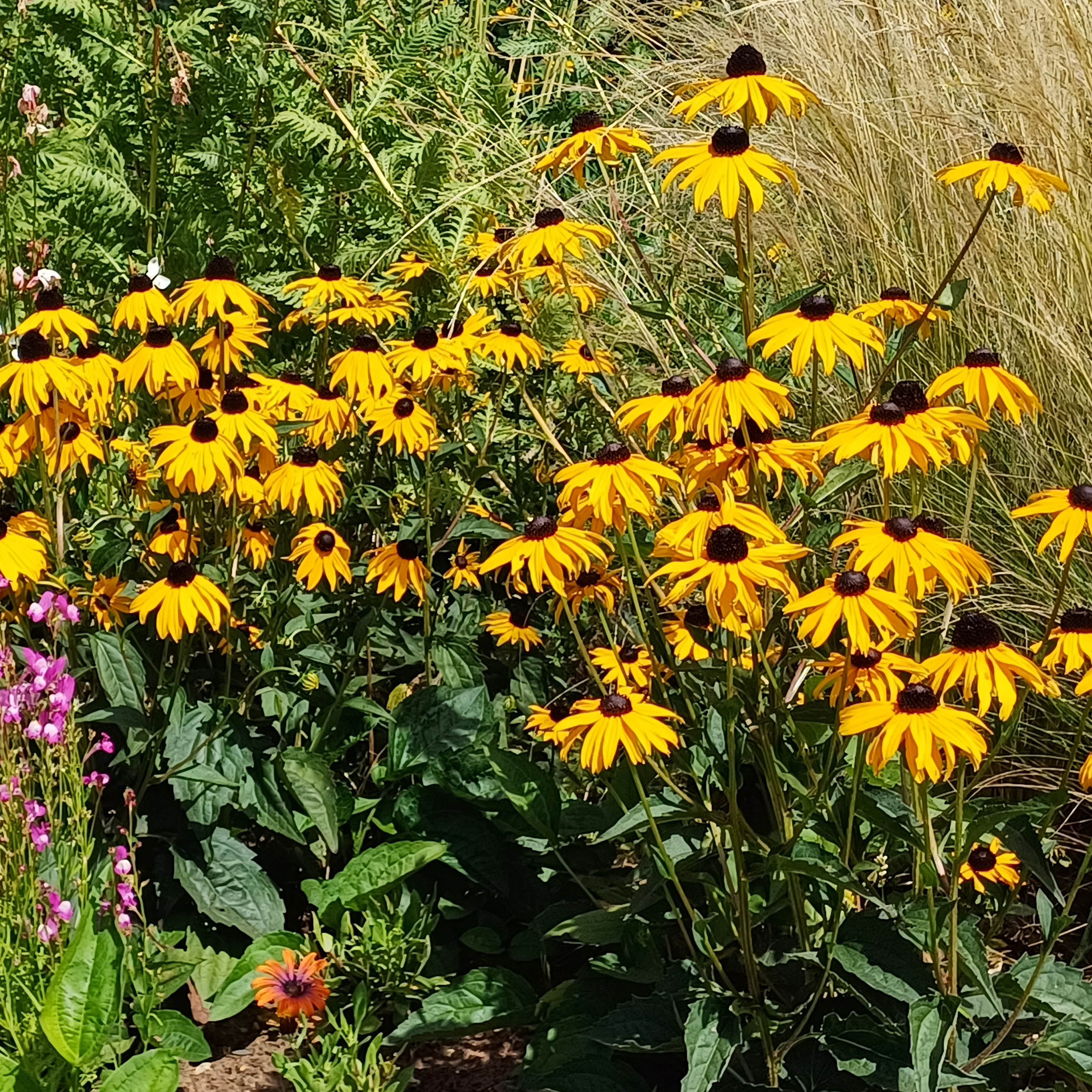 Yellow Flowers