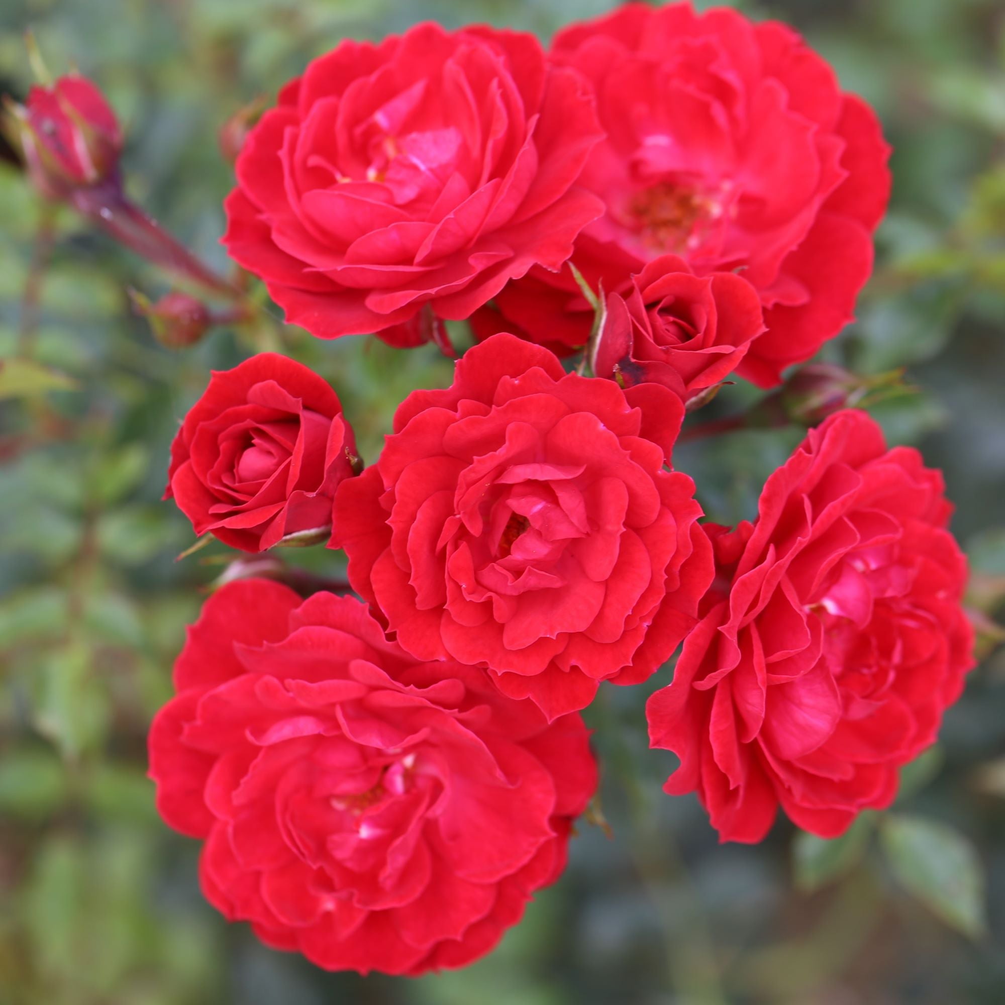 Bare root Roses