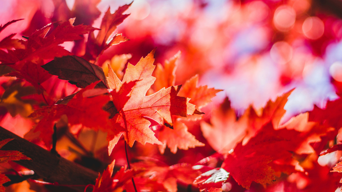 Autumn Sowing Flower Seeds