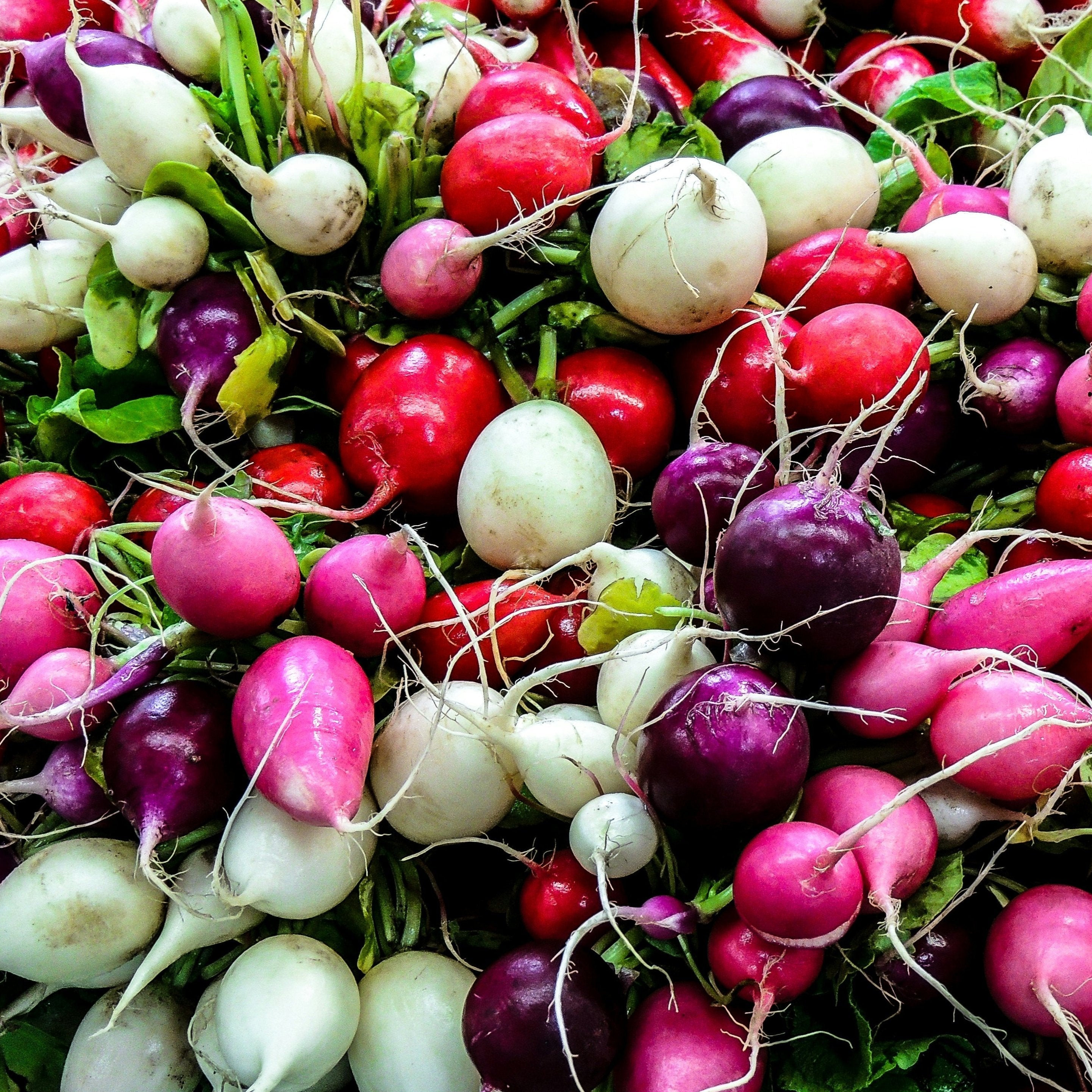 Turnip Seeds