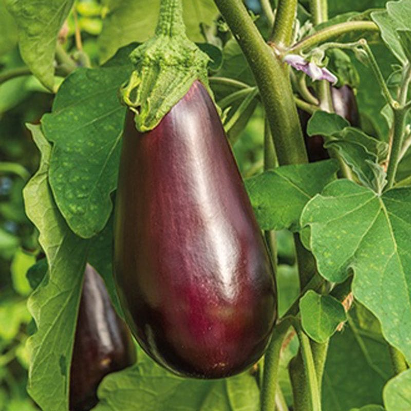 Aubergine Black Beauty Seeds