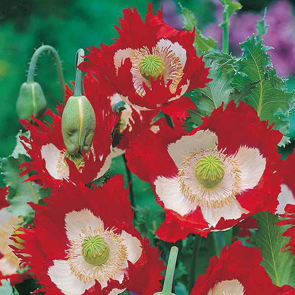 250 Seeds Poppy Victoria Cross Seeds