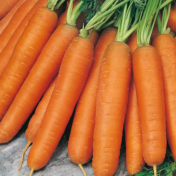 Twin pack - 2000 seeds per packet Carrot Nantes 5