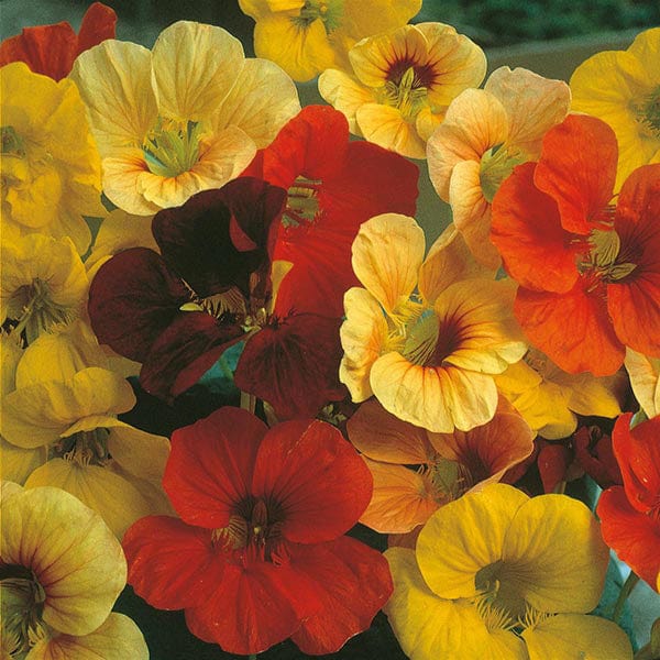 Nasturtium Tip Top Mixed Seeds