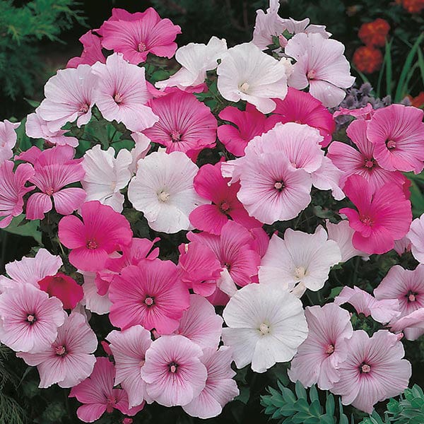 Lavatera Parade Mixed