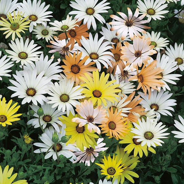 Osteospermum Limpopo Mixed Seeds