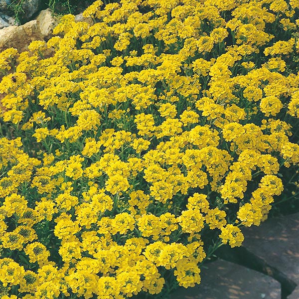 Alyssum - Gold Dust