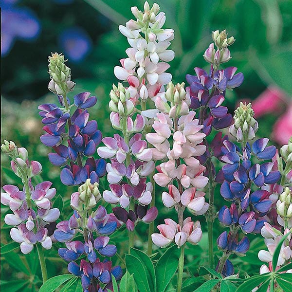 Lupin Pixie Delight Seeds