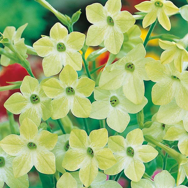 Nicotiana Lime Green Seeds