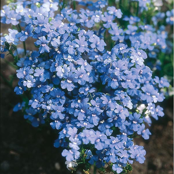 Nemesia Blue Gem Seeds