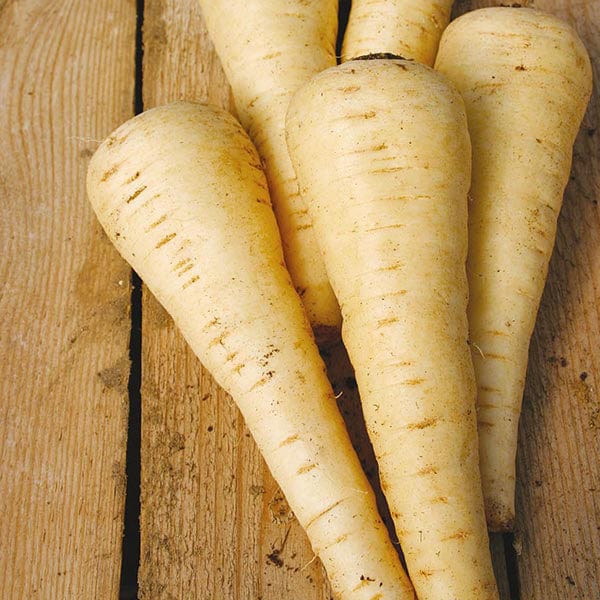 Parsnip Countess F1 Seeds