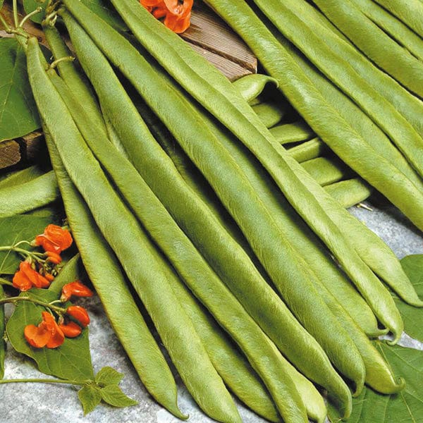 Runner Bean Scarlet Empire Seeds