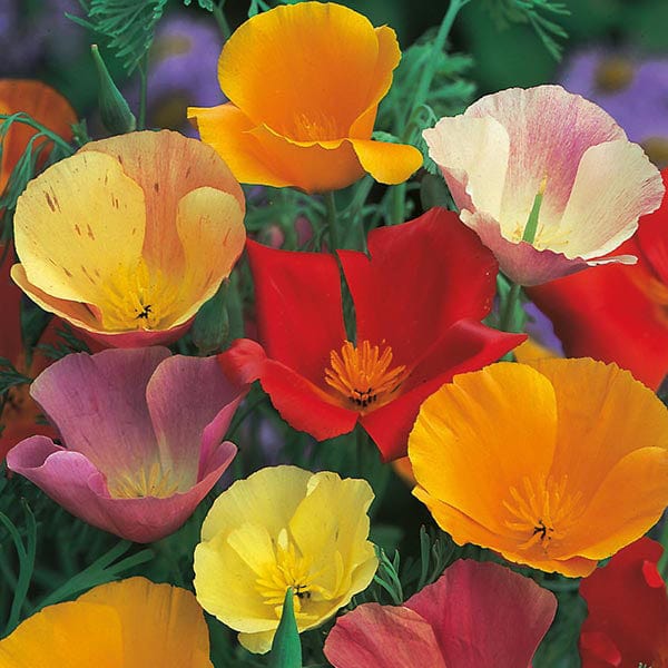 Californian Poppy Single Mixed Seeds