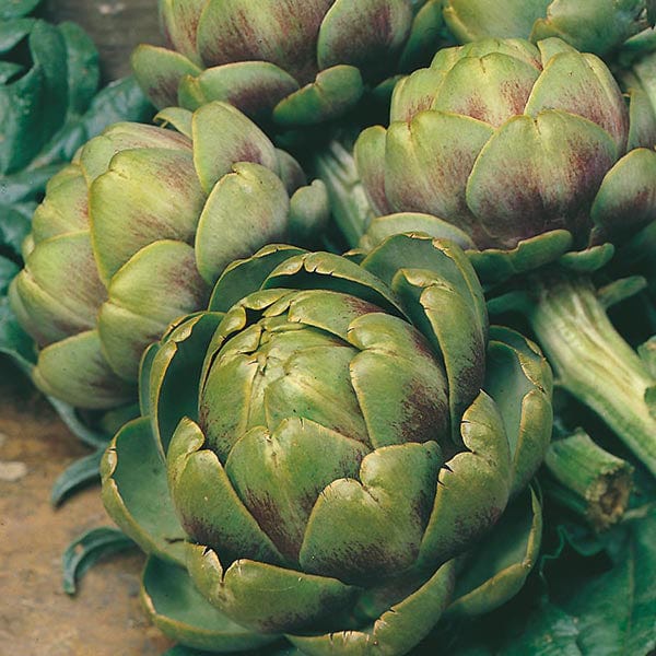 Artichoke Green Globe Seeds