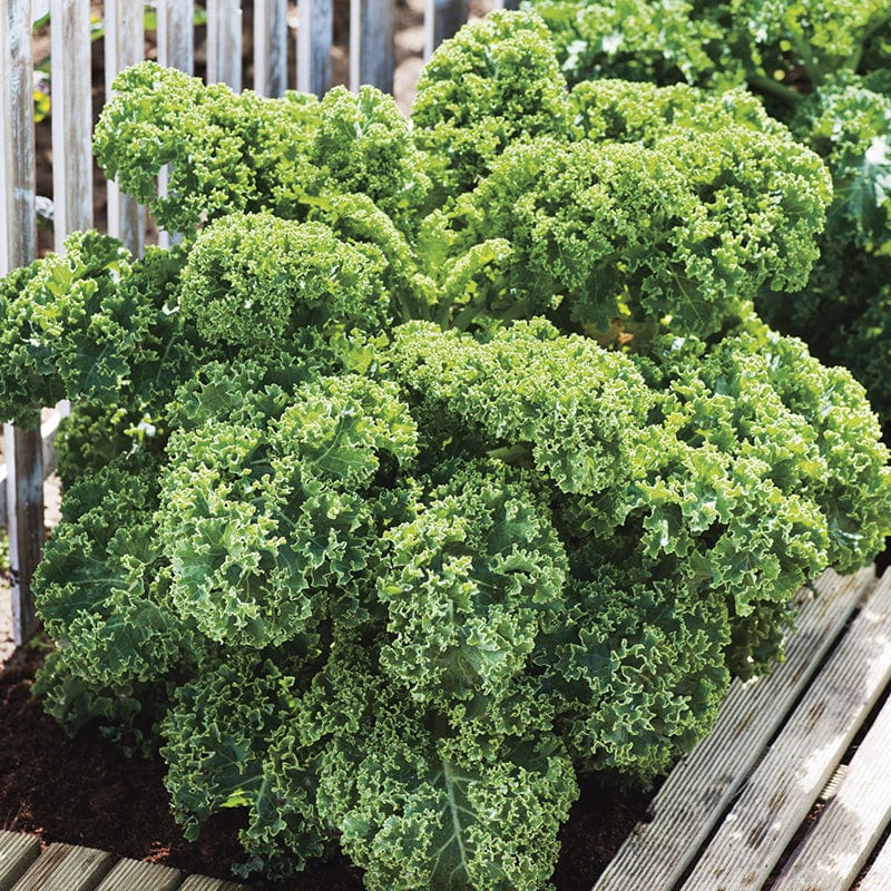 Kale Dwarf Green Curled Seeds