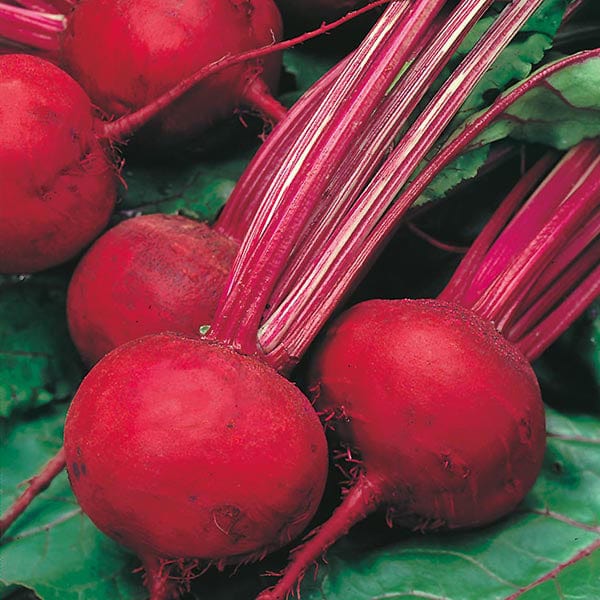 Twin pack - 275 seeds per packet Beetroot Boltardy