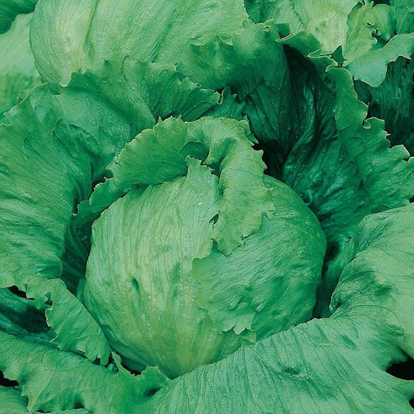 Lettuce Saladin Seeds