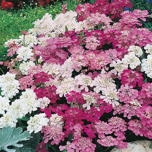 Candytuft Fairy Mixed Seeds