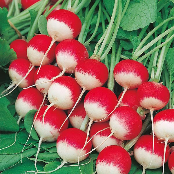 Radish Sparkler 3 Seeds