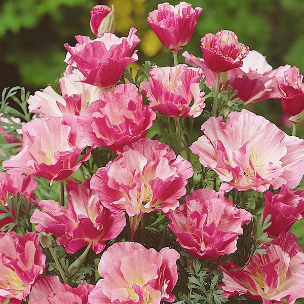 Californian Poppy Appleblossom Pink Seeds