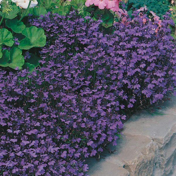 Lobelia Crystal Palace Seeds