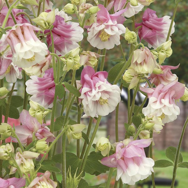 Aquilegia Petticoat Pink