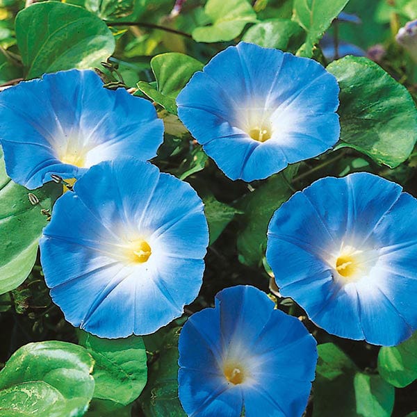 Morning Glory Heavenly Blue Seeds