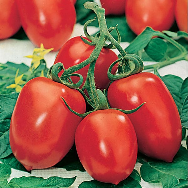 Tomato (Plum) Roma VF Seeds