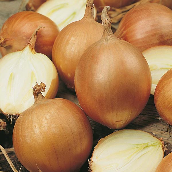 Onion Bonus F1 Seeds