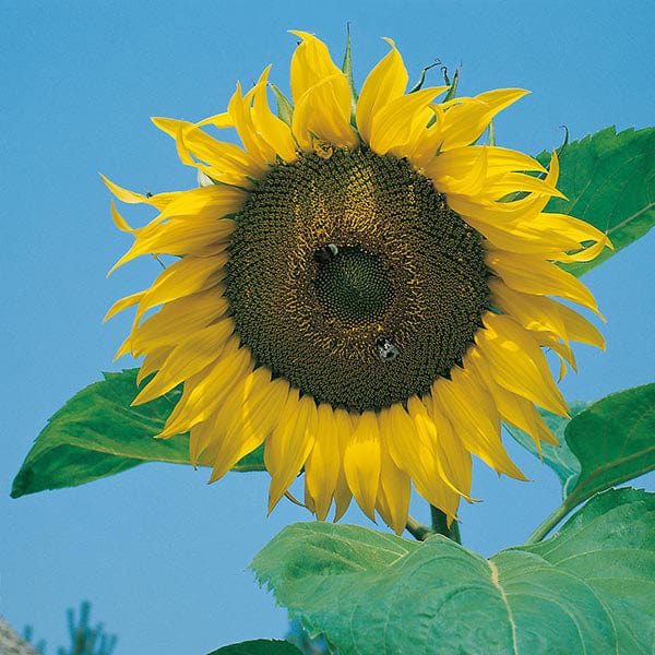 Sunflower Giant Single Seeds