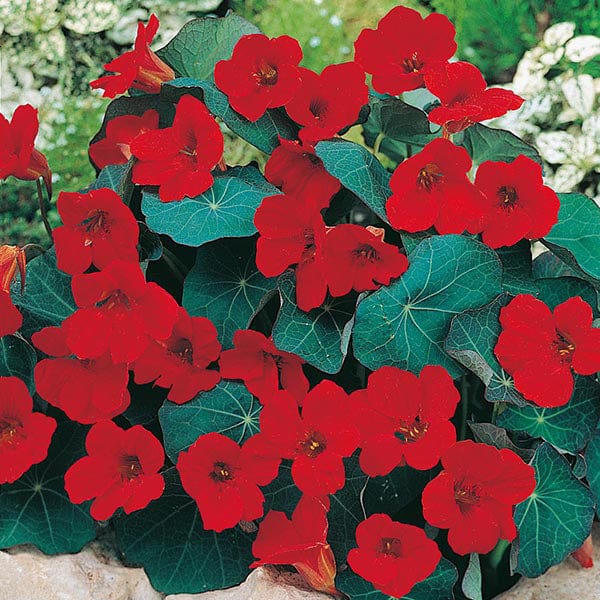 Nasturtium Empress of India Seeds