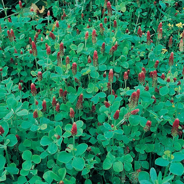 Green Manure Crimson Clover