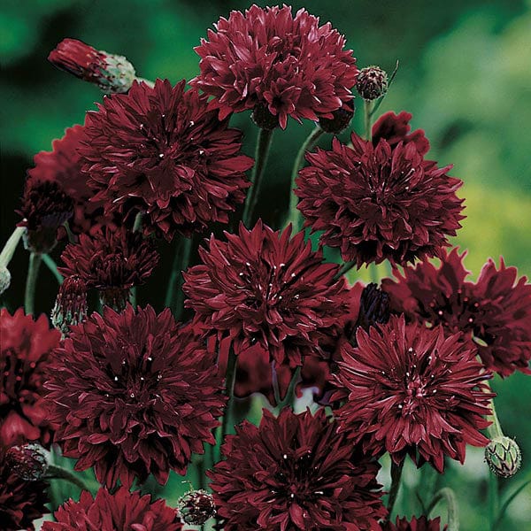 Cornflower Black Ball Seeds