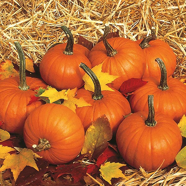 Kids My First Garden Collection (5-Pack)