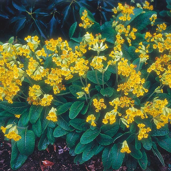 Primula Cowslip Seeds