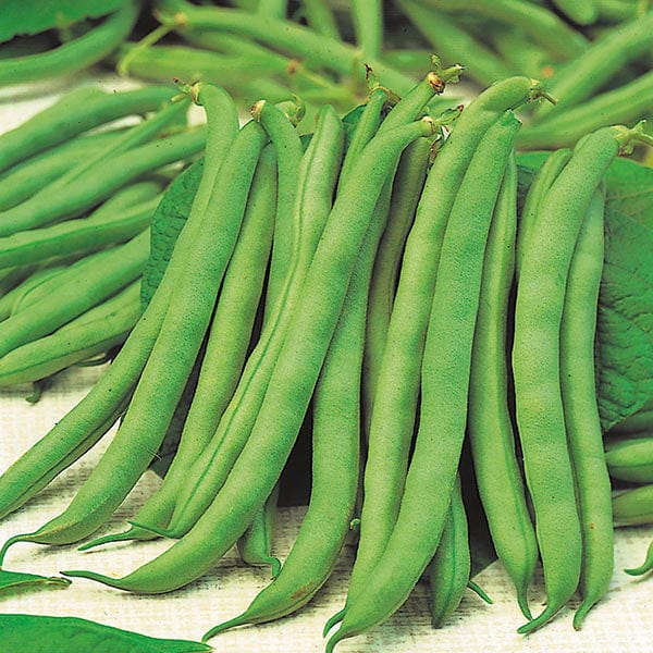 Dwarf Bean Tendergreen Seeds