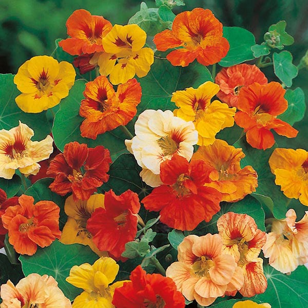 Nasturtium Jewel Mixed Seeds