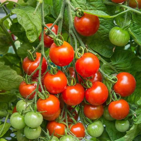 Tomato (Cherry) Gardener's Delight Seeds