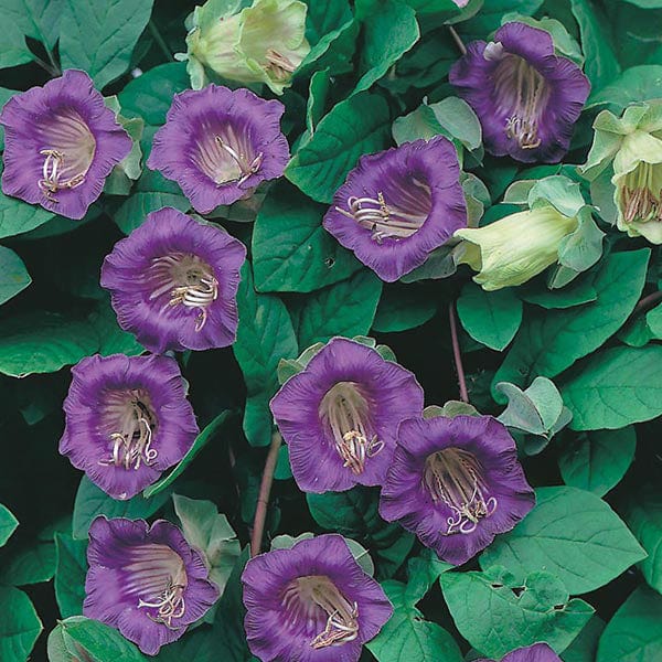 Cobaea scandens Seeds