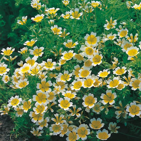 Limnanthes douglasii Seeds