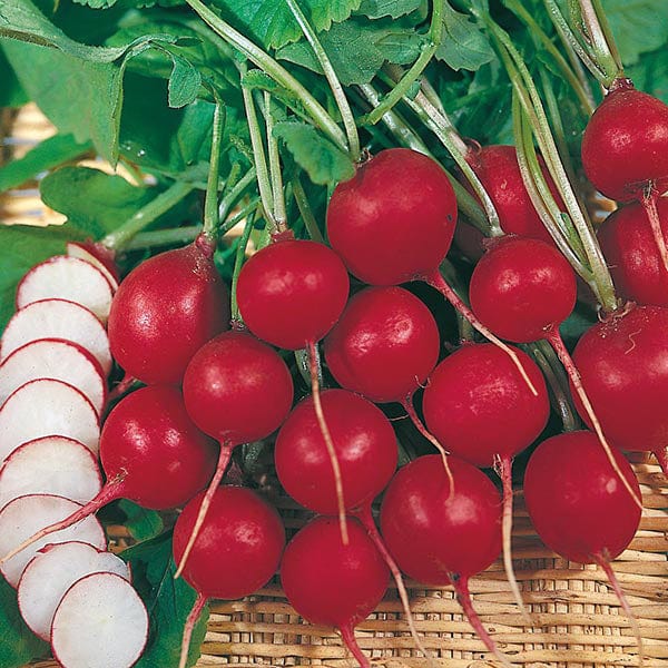 Radish Prinz Rotin Seeds