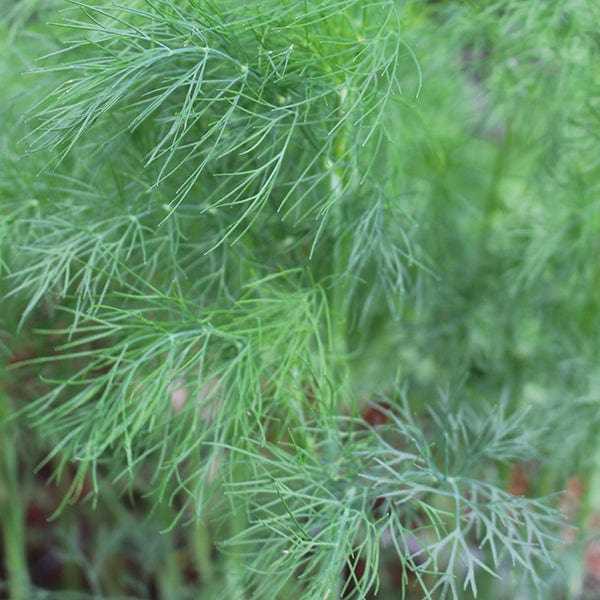 Dill Seeds